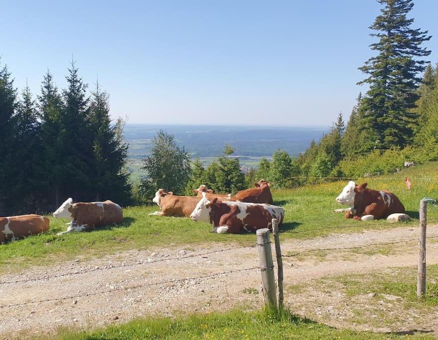 Romantisches Alpenchalet - Mit Sauna Und Kamin - Ruhig Und Zentral Bad Tölz Dış mekan fotoğraf